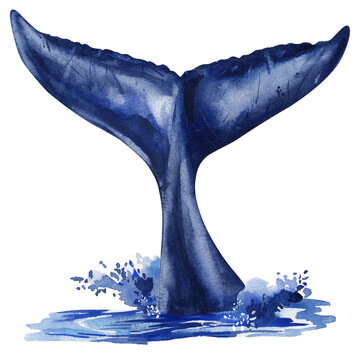 realistic watercolor whal tails splashing in blue ocean, marine animal fins, wildlife art, aquatic nature illustration