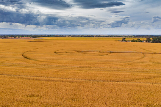 Aerial view of a crop of dried corn with circular rings and an irrigation sprinkler