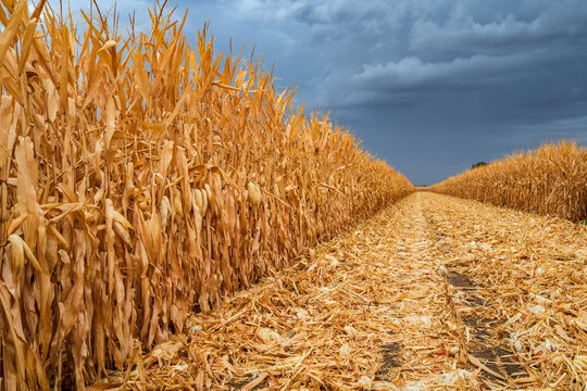 Looking along a row of dried corn under a dark sky