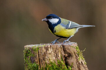 Kohlmeise (parus major)