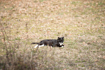 봄기운에 졸고 있는 고양이