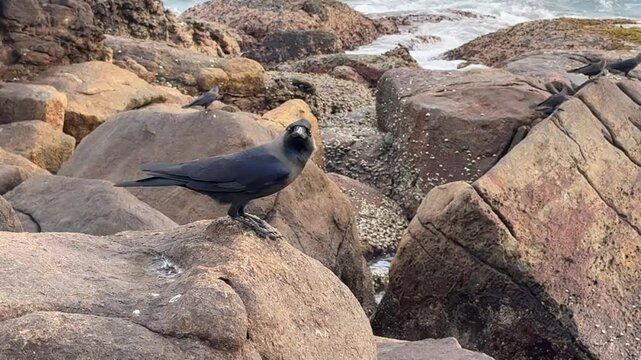 A black crow is perched on a rock near the ocean. The image has a moody and mysterious feel, as the crow is alone and surrounded by the rugged landscape