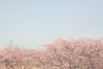 安行寒桜と青空_006