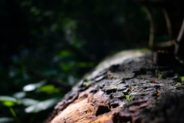 fallen tree and close-up of the bark