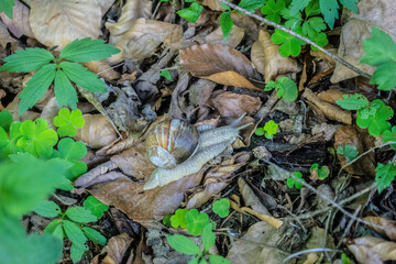 close-up of a snail crawling on a leaf