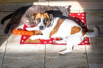 cat and a jack russell terrier lie next to each other playing on a New Year's rug in the sun near...
