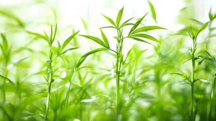 Vibrant Green Sprout Field Nature Background