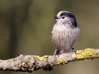 Long tailed tit
