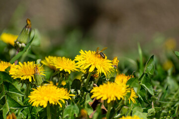 Abeille butinant au milieu de fleurs jaunes de pissenlits