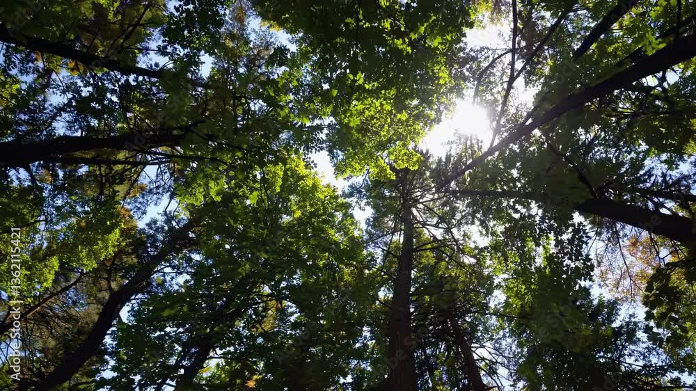 Aufkleber a video captures a low-angle view of tall trees with sunlight filtering through leaves, creating a s