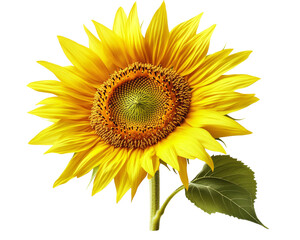 Fototapeta premium A Beautiful Sunflower in Full Bloom