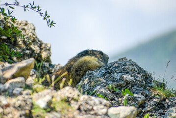 Marmotte cach&eacute;e au milieu d'un rocher