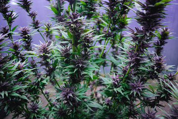 purple cannabis flowers in the garden