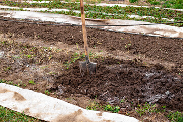 Digging up the soil in the garden for planting vegetables, forming beds in the spring. A shovel stuck into loose soil in the garden