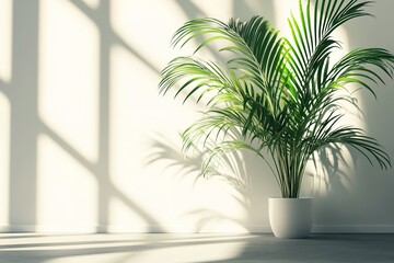 Fototapeta premium Areca Palm Plant in Pot Against White Wall with Window Light and Minimalist Decor