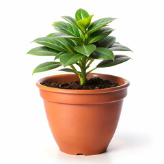 Fototapeta premium Potted Plant isolated on transparent background 