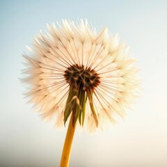 Fototapeta premium A fluffy dandelion seed head dispersing in a gentle breeze, scatter, freedom