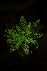 Water milfoil single plant on the dark water background - Myriophyllum aquaticum