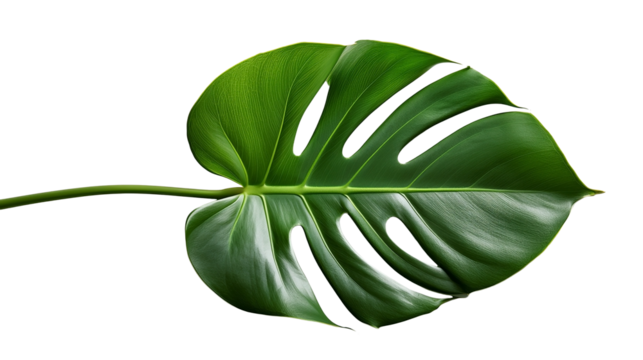  Tropical Monstera Leaf Isolated Transparent Background
