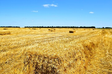 In a fertile field, under a colorful blue sky, under the clouds, straw bales stand, sparkling in the sun with golden colors