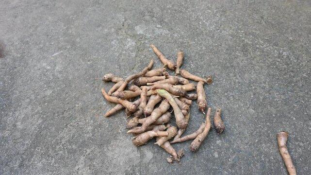 Colocasia Tuber. It is a flowering plants&nbsp;in the family&nbsp;Araceae. Its other names elephant ear, cocoyam, large leaved genera, Araceae, Xanthosoma&nbsp;and&nbsp;Caladium. This is a vegetable. Arbi.