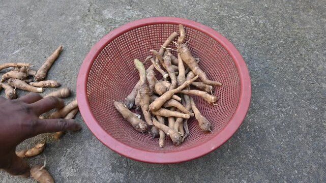 Colocasia Tuber. It is a flowering plants&nbsp;in the family&nbsp;Araceae. Its other names elephant ear, cocoyam, large leaved genera, Araceae, Xanthosoma&nbsp;and&nbsp;Caladium. This is a vegetable. Arbi.