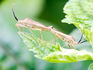 Rice ear bugs Leptocorisa oratorius mating on a leaf, showcasing their delicate features and natural behavior