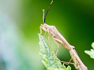 Rice ear bugs Leptocorisa oratorius mating on a leaf, showcasing their delicate features and natural behavior