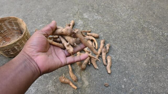 Colocasia Tuber. It is a flowering plants&nbsp;in the family&nbsp;Araceae. Its other names elephant ear, cocoyam, large leaved genera, Araceae, Xanthosoma&nbsp;and&nbsp;Caladium. This is a vegetable. Arbi.