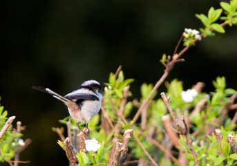 こちらの様子をうかがうエナガ3
