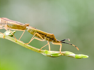 Rice ear bugs Leptocorisa oratorius mating on a leaf, showcasing their delicate features and natural behavior