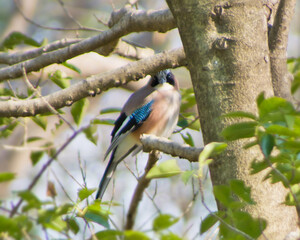 森の中のカケス2