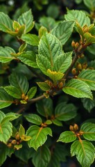 Fototapeta premium Vibrant green Bombax anceps leaves and branches, intricate details, sunlight, Sal