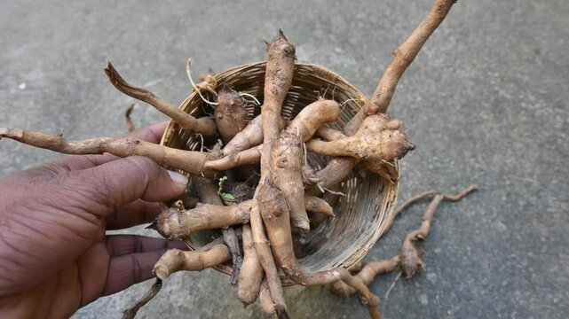 Colocasia Tuber. It is a flowering plants&nbsp;in the family&nbsp;Araceae. Its other names elephant ear, cocoyam, large leaved genera, Araceae, Xanthosoma&nbsp;and&nbsp;Caladium. This is a vegetable. Arbi.