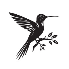 Black Color Hummingbird Silhouette Vector Illustration, Solid White Background