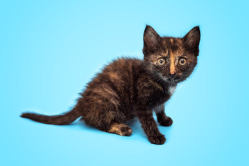 A cute fluffy kitten is playing and looking up at a blue background. Selective focus