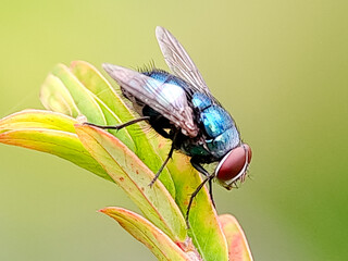 A metallic blue green fly with prominent red eyes perched on a cluster of leaves. Perfect for entomology studies