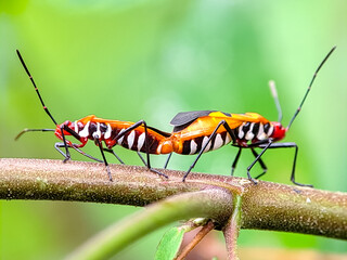 Red cotton bug Dysdercus cingulatus perched on a flower bud, showcasing its vibrant colors and distinctive patterns