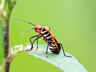 Red cotton bug Dysdercus cingulatus perched on a flower bud, showcasing its vibrant colors and distinctive patterns
