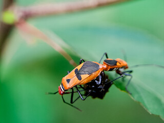 Red cotton bug Dysdercus cingulatus perched on a flower bud, showcasing its vibrant colors and distinctive patterns