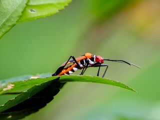Red cotton bug Dysdercus cingulatus perched on a flower bud, showcasing its vibrant colors and distinctive patterns