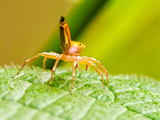 A small orange jumping spider likely Cosmophasis lami perched on a green leaf. Perfect for entomology