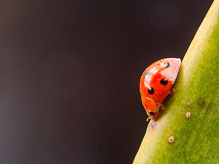 spotted potato ladybird Henosepilachna vigintioctopunctata on a damaged leaf, showcasing its orange body and black spots