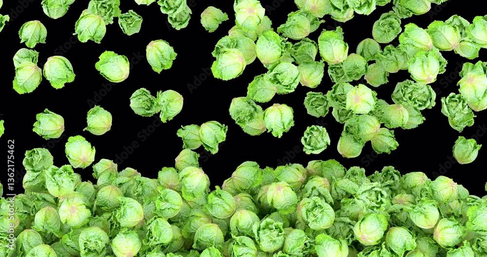 Poster savoy cabbages falling and fill the screen. 3d animation on transparent background