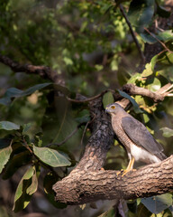 Shikra or Accipiter badius or little banded goshawk bird portrait perched in winter sunlight on face in outdoor wildlife safari at keoladeo national park bharatpur bird sancturay rajasthan india