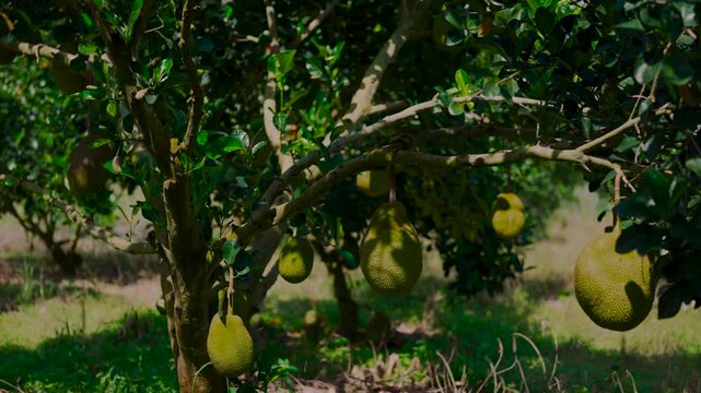 Jackfruits growing in clusters on a tree in Kui Buri National Park with green leaves. Spiky fruit durian