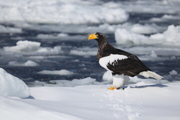 Steller's sea eagle (Haliaeetus pelagicus), also known as the Pacific sea eagle or white-shouldered eagle, is a very large diurnal bird of prey in the family Accipitridae.