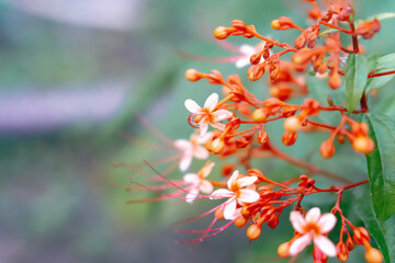 red and pink tropical flower blooming in nature