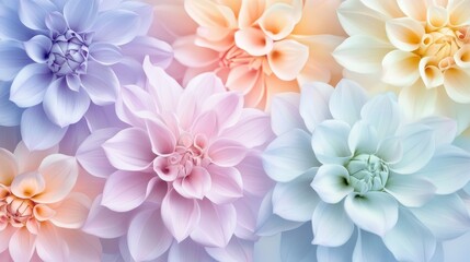 Fototapeta premium Colorful dahlia flowers in soft pastel hues with delicate petals