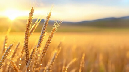 Fototapeta premium Picturesque golden wheat field bathed in warm sunset light with a serene rolling countryside landscape in the background